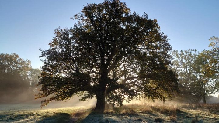 Green Shoots Community Climate Change Fund: Tree Planting in Priory Park, Warwick