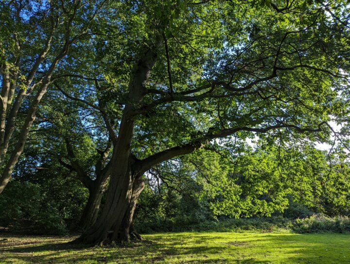 Preliminary set of notes on Priory Park from Stephen Wass