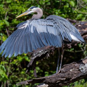 BlueHeron